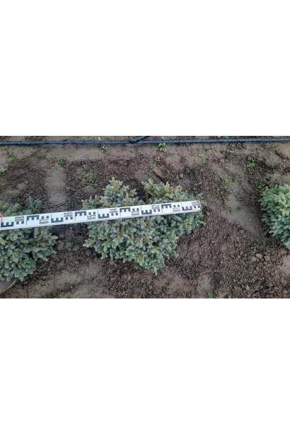 Ель черная Нана - ком35кг/вис.20-25см/Ø45-55см